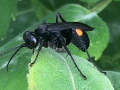Anoplius semicinctus