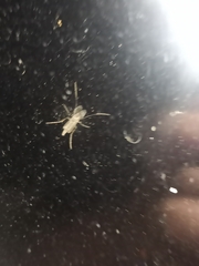 Chaoborus punctipennis