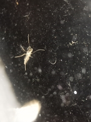 Chaoborus punctipennis