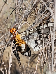 Bombycoidea