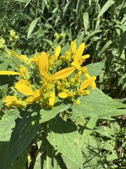 Verbesina occidentalis