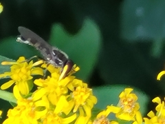 Platycheirus albimanus