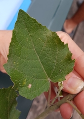 Populus × canescens