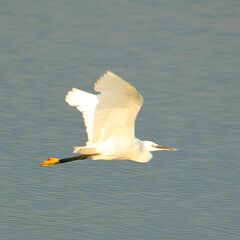 Egretta garzetta