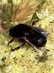 Bombus campestris