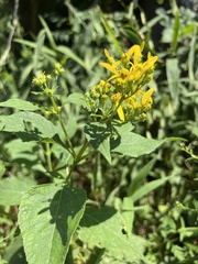 Verbesina occidentalis