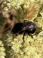 Bombus campestris