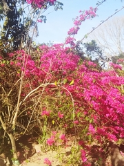 Bougainvillea glabra