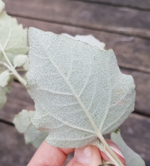 Populus × canescens