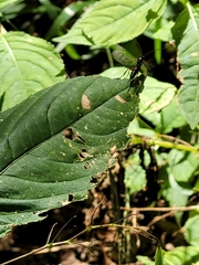 Pimpla rufipes