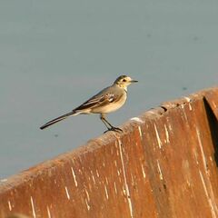 Motacilla alba