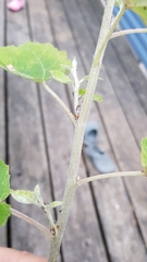 Populus × canescens