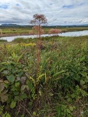 Valeriana officinalis