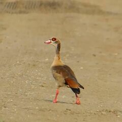 Alopochen aegyptiaca