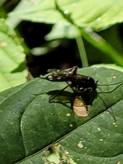 Pimpla rufipes