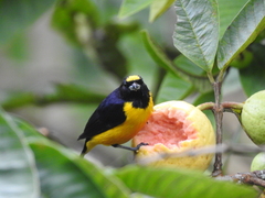 Euphonia concinna