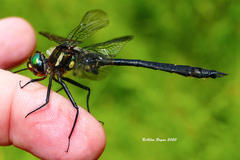Somatochlora elongata