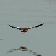 Alopochen aegyptiaca