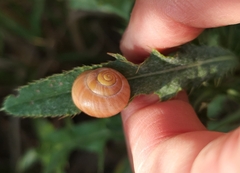 Cepaea hortensis