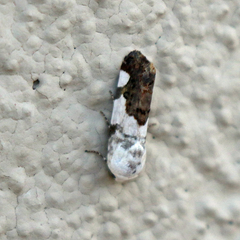Tarache tetragona