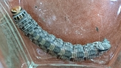 Sphinx pinastri