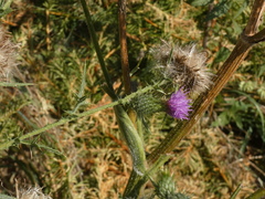 Cirsium vulgare