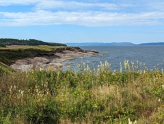 Sanguisorba canadensis