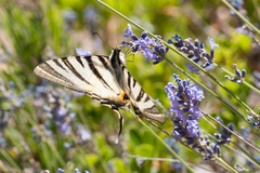Iphiclides podalirius