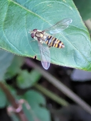 Episyrphus balteatus