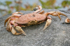 Metacarcinus magister