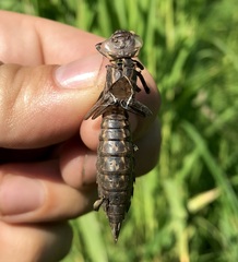 Aeshna grandis