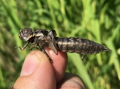Aeshna grandis