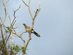 Ortalis poliocephala