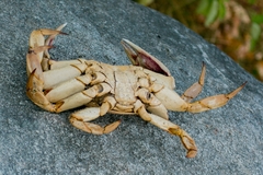 Metacarcinus magister