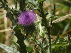Cirsium vulgare