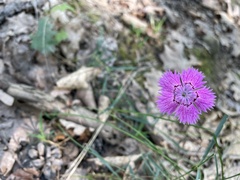 Caryophyllaceae