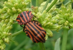 Graphosoma italicum italicum