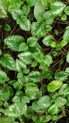 Lamium galeobdolon