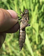 Aeshna grandis