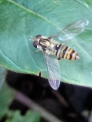 Episyrphus balteatus