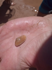 Tellinoidea
