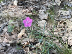 Caryophyllaceae