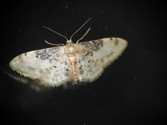 Idaea filicata