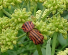 Graphosoma italicum italicum