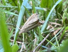 Agriphila