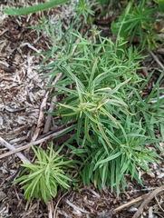 Linaria vulgaris