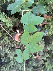 Ipomoea indica