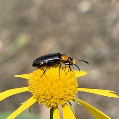 Nemognatha nemorensis