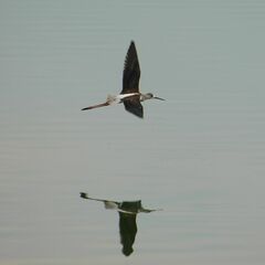 Himantopus himantopus