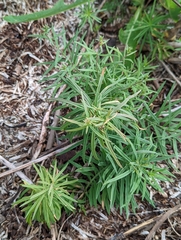 Linaria vulgaris